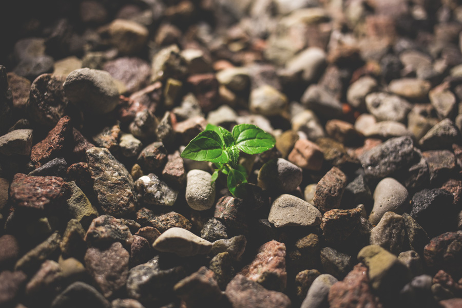 Abiding in Christ (Part III) — a reflection by Peggy Park