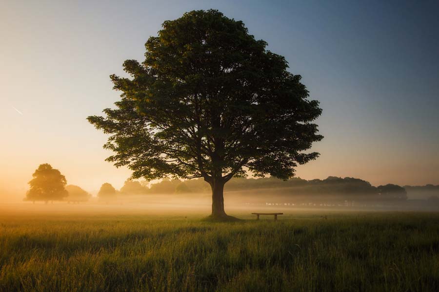 Peace For the Believer — a reflection by Peggy Park