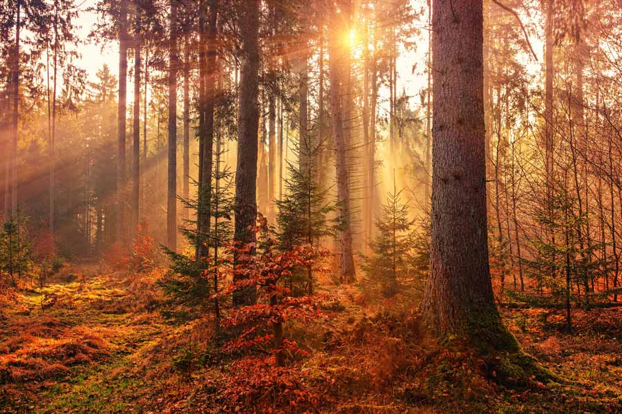 Nature Reflects God — a reflection by Peggy Park