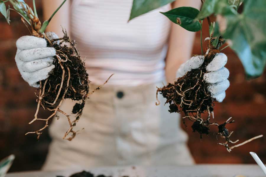 Roots Grow in Dirty Darkness — a reflection by Peggy Park