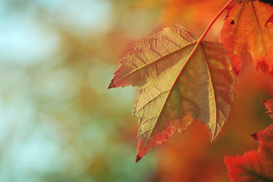 Autumnal Wisdom — a reflection by Peggy Park